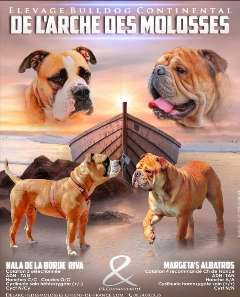 De L'arche Des Molosses - Bulldog continental - Portée née le 18/10/2019