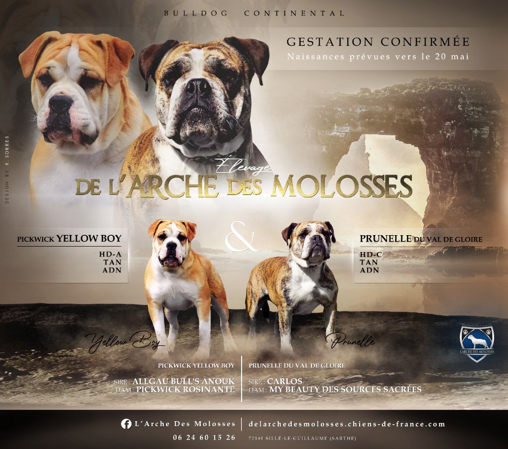 Chiot Bulldog continental De L'arche Des Molosses